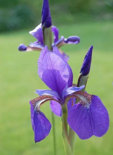 Schilderachtig Uitzicht Mooie Irisbloem — Stockfoto