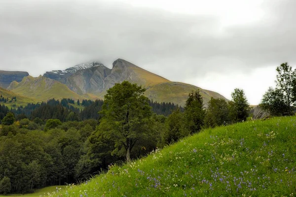 Imponerende Bjergformationer Sarte Blomsterenge Ved Siden Hinanden Karakteriserer Grindelwalds Vandreparadis - Stock-foto