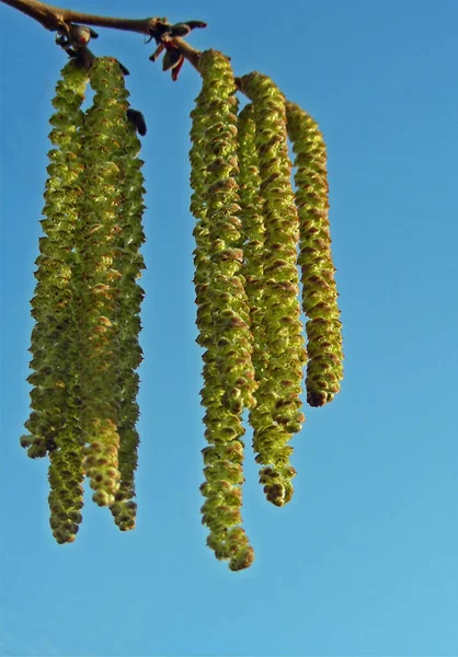 Hängande Hanblommorna Hasseln Gula Övervintrar Nakna Små Honblommorna Röda Och — Stockfoto