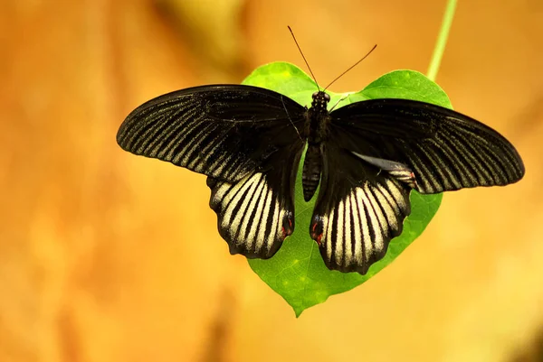 Nahaufnahme Von Wanzen Der Wilden Natur — Stockfoto