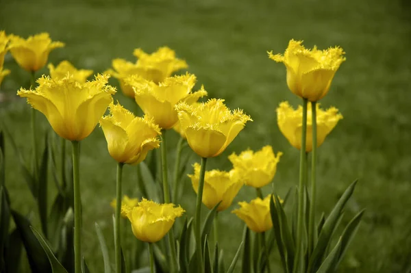 Hermosos Tulipanes Flores Primavera — Foto de Stock