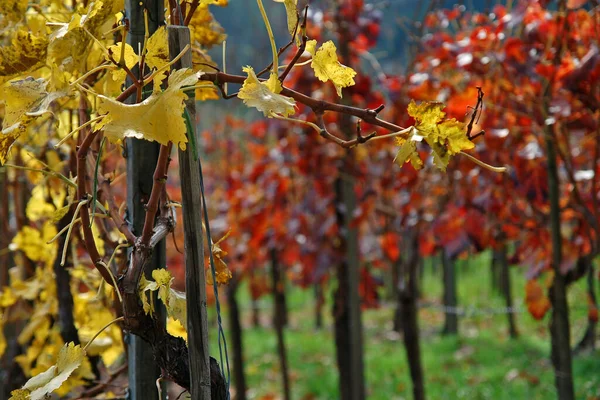 Виноградные Лозы Красно Желтого Цвета — стоковое фото