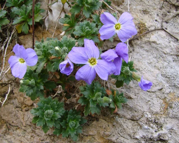 Uhr Aubrieta Hybriden Familie Brassicaceae Kohlgewächse Das Blaue Polster Blüht — Stockfoto