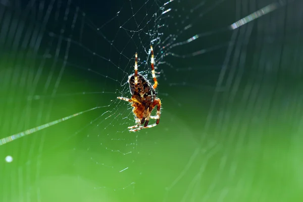 Araña Cruzada Insecto Araña Espeluznante —  Fotos de Stock