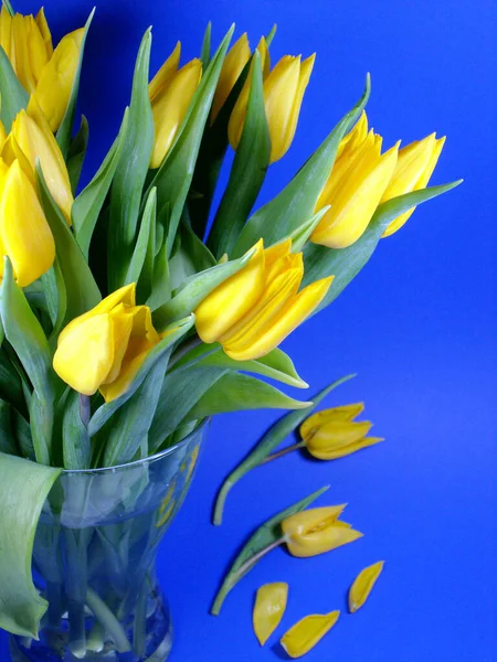 Malowniczy Widok Piękne Kwiaty Tulipan — Zdjęcie stockowe
