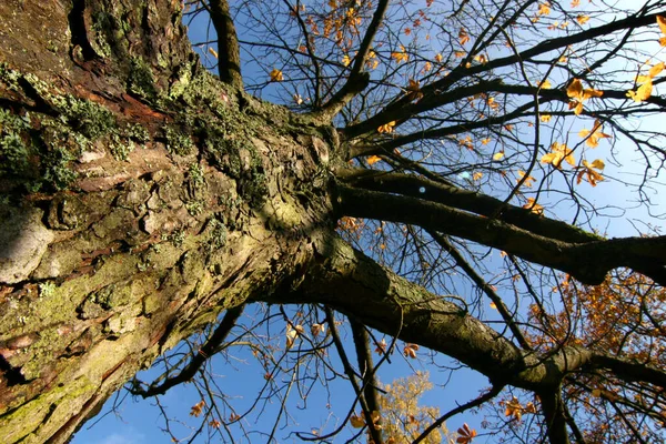 Botanika Flora Drzewa Przyrodnicze — Zdjęcie stockowe