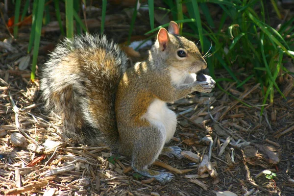 Squirrel Animal Adorable Rodent Stock Photo