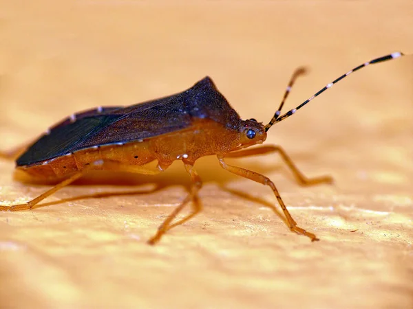 Primo Piano Bug Natura Selvaggia — Foto Stock