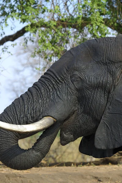 Elefantes Africanos Vida Silvestre — Foto de Stock