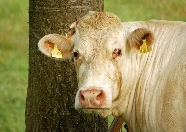 Vaca Hierba — Foto de Stock