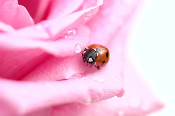 Closeup Bug Wild Nature — Stock Photo, Image