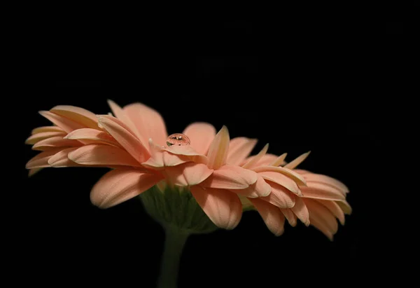 Gerbera Virágszirmok Flóra — Stock Fotó