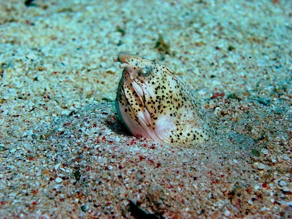 Marble Snake Eel Sand — Stock Photo, Image