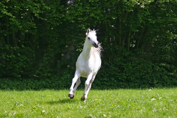 Pferd Läuft Galoppierend Über Das Grüne Gras — Stockfoto