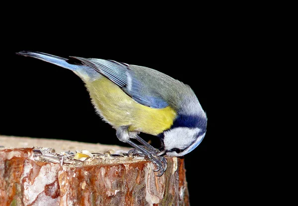 Malebný Pohled Krásného Ptáka Přírodě — Stock fotografie