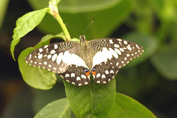 Close Borboleta Conceito Selvageria — Fotografia de Stock