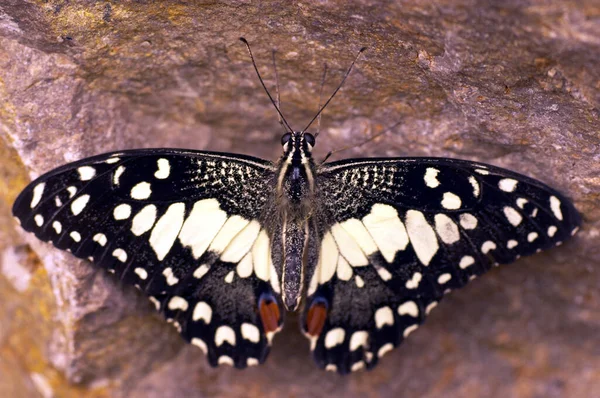 Close Borboleta Conceito Selvageria — Fotografia de Stock