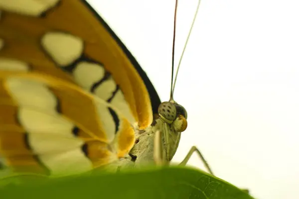 Close Της Πεταλούδας Άγρια Έννοια — Φωτογραφία Αρχείου