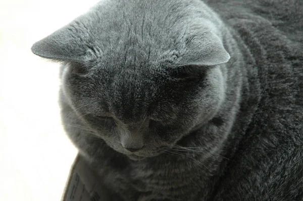 Retrato Lindo Gato —  Fotos de Stock