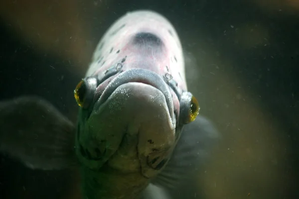 Ikan Akuarium — Stok Foto