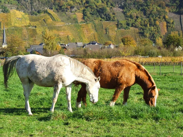 Lovak Nappal Szabadban — Stock Fotó