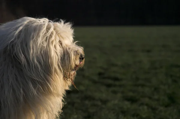 Portrait Cute Dog — Stock Photo, Image