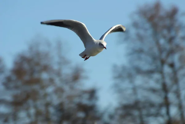 Schilderachtig Uitzicht Prachtige Vogel Natuur — Stockfoto