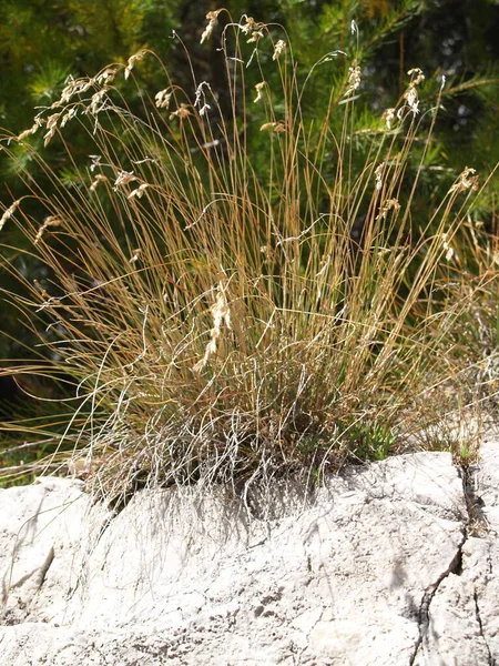 Dolomitlerdeki Otlar — Stok fotoğraf