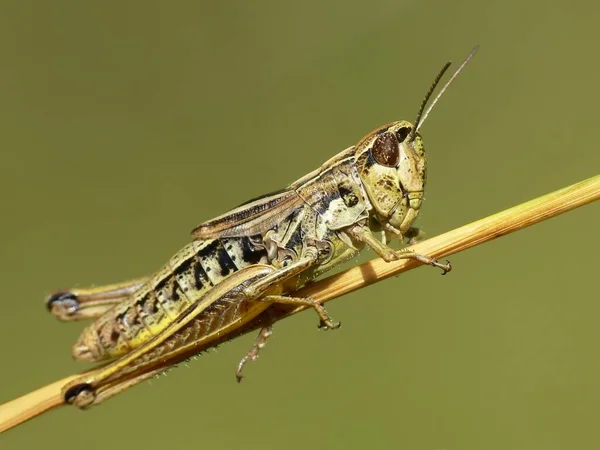 Hier Nog Een Foto Uit Zomer Van 2006 Hopelijk Vind — Stockfoto