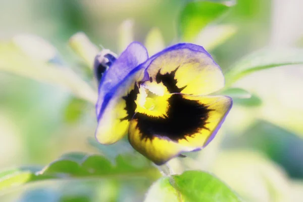 Schöne Blumen Blumiges Konzept Hintergrund — Stockfoto