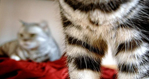 Şirin Kedi Piyonlarına Yakın Çekim — Stok fotoğraf