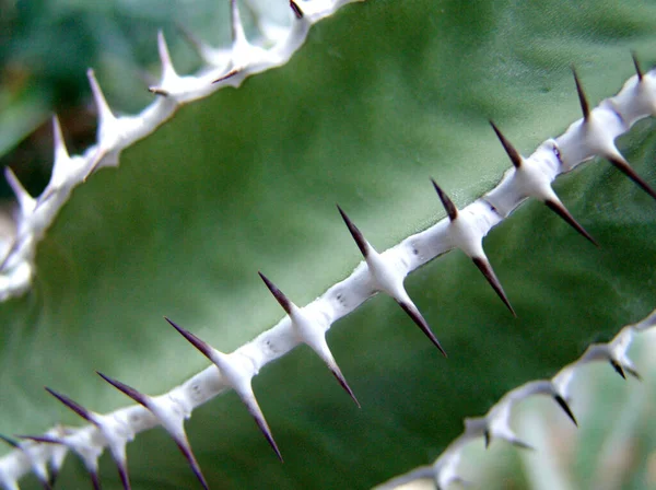 Planta Verde Tropical Cactus Suculentos —  Fotos de Stock