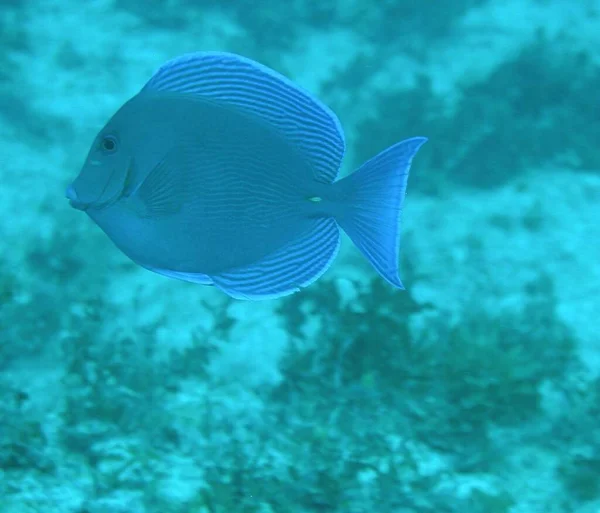 Sailfin Calamar Doctorfish Acuario — Foto de Stock