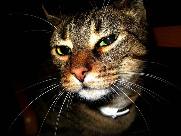 Retrato Lindo Gato — Foto de Stock