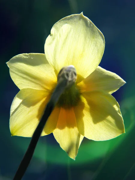 Beautiful Botanical Shot Natural Wallpaper — Stock Photo, Image