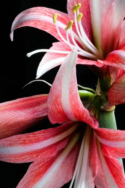 Amaryllis Květy Okvětní Lístky Flóra — Stock fotografie