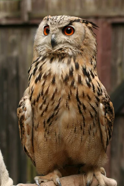 View Beautiful Bird Nature — Stock Photo, Image