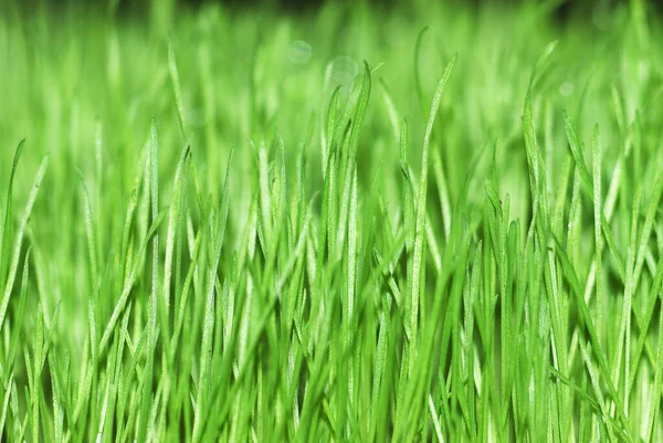 Gräs Flora Växt Naturen — Stockfoto