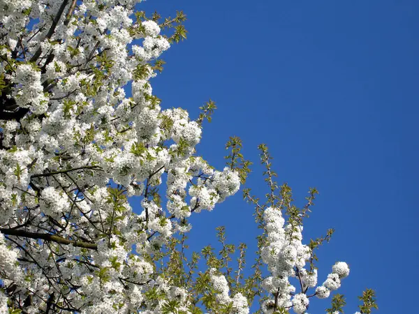 Bahar Kiraz Ağacı Çiçekleri Açar — Stok fotoğraf