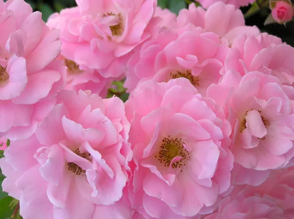 花の夢 ピンクのヘッジバラ — ストック写真