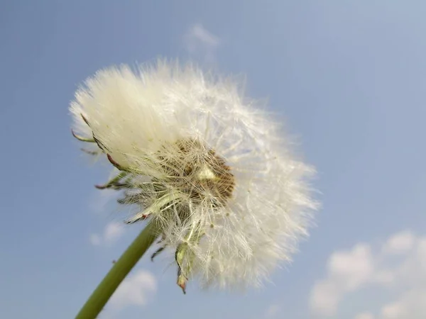 Pusteblume Bajo Las Nubes —  Fotos de Stock