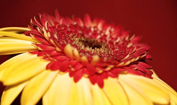 Цветочные Лепестки Герберы Флора — стоковое фото
