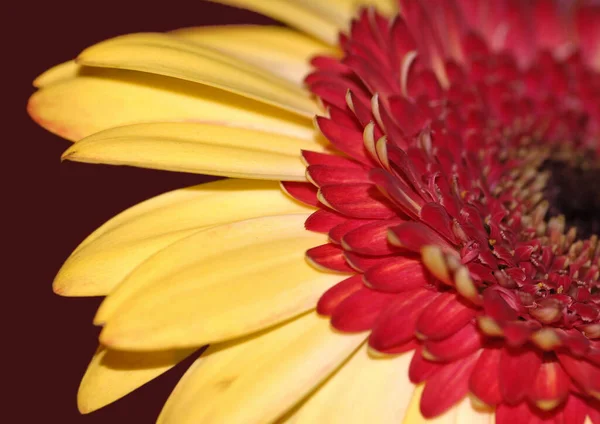 Gerbera Virágszirmok Flóra — Stock Fotó