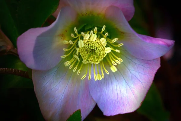 Zum Valentinstag Gibt Auch Blumen Von Mir Der Biologische Name — Stockfoto