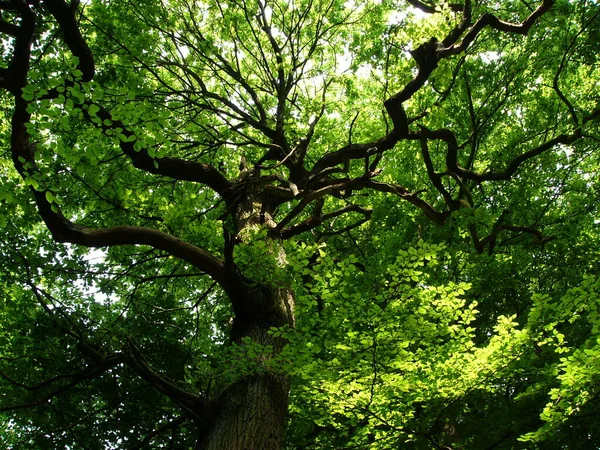 Hermoso Plano Botánico Fondo Pantalla Natural — Foto de Stock