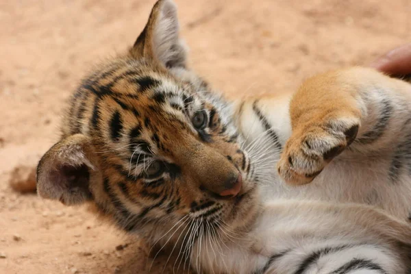 Tigre Rayado Animal Depredador Salvaje Gato — Foto de Stock
