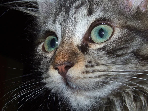 一只年轻的挪威森林猫好奇的样子 — 图库照片