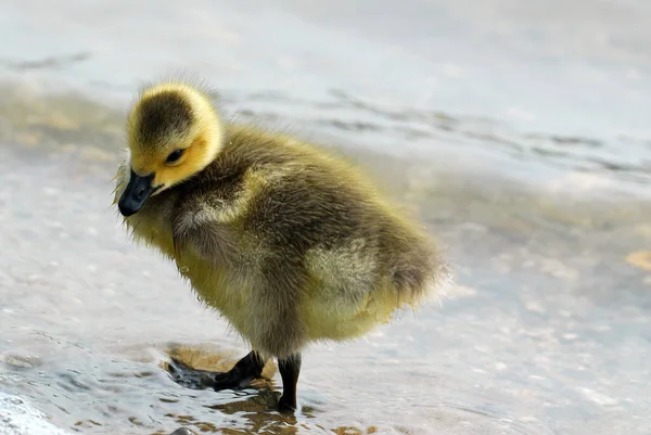 Aussichtsreiche Aussicht Auf Schöne Vögel Der Natur — Stockfoto