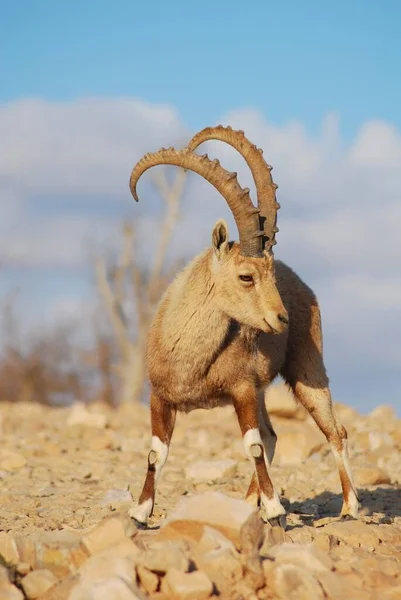 Capricorn Animal Sălbatic Capră Coarne — Fotografie, imagine de stoc