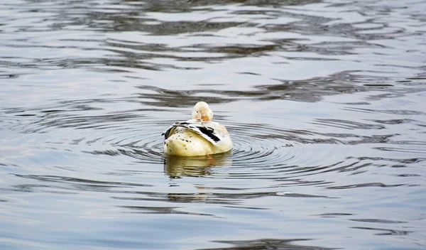 Schilderachtig Uitzicht Prachtige Vogel Natuur — Stockfoto